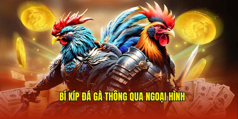 Bí kíp đá gà cực hay thông qua đánh giá ngoại hình 